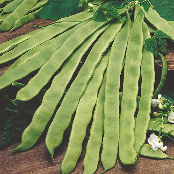 Fothergill's Climbing French Bean Pantheon - DeWaldens Garden Centre
