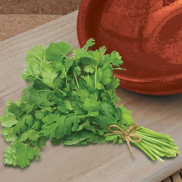 Fothergill's Coriander Calypso Seeds - DeWaldens Garden Centre