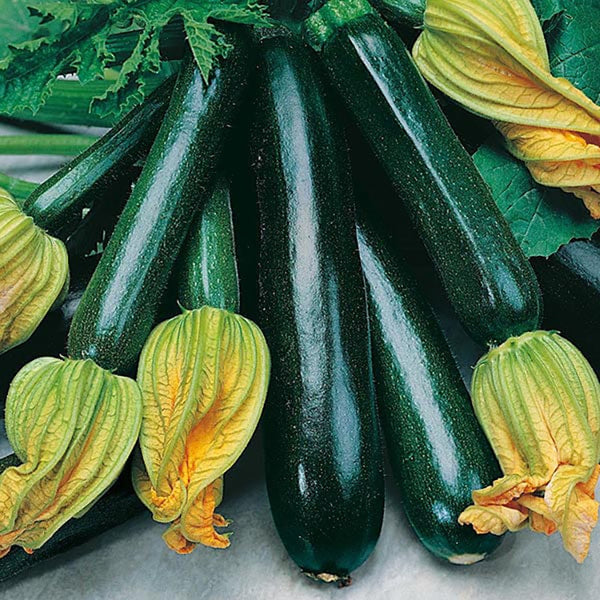 Fothergill's Courgette Black Beauty Seeds - DeWaldens Garden Centre