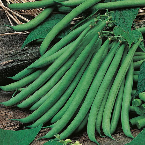 Fothergill's Dwarf French Bean Ferrari - DeWaldens Garden Centre