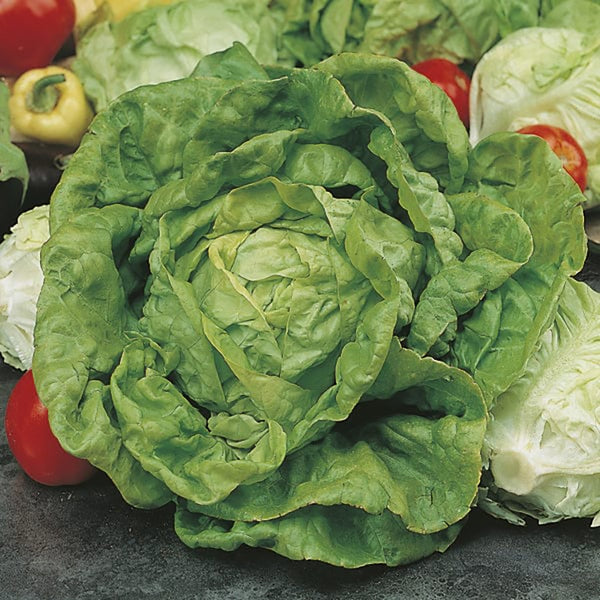 Fothergill's Lettuce All the Year Round Seeds - DeWaldens Garden Centre