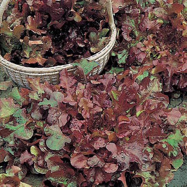 Fothergill's Lettuce Salad Bowl Red Seeds - DeWaldens Garden Centre