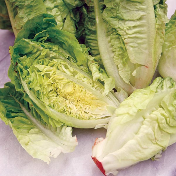 Fothergill's Lettuce Little Gem Seeds - DeWaldens Garden Centre