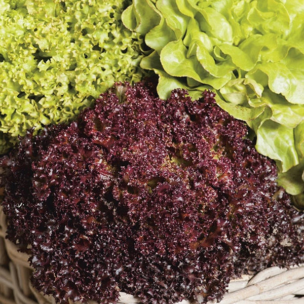 Fothergill's Lettuce Headed Mixed Seeds - DeWaldens Garden Centre