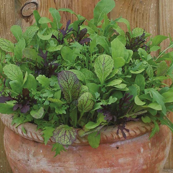 Fothergill's Mixed Spicy Salad Leaves - DeWaldens Garden Centre