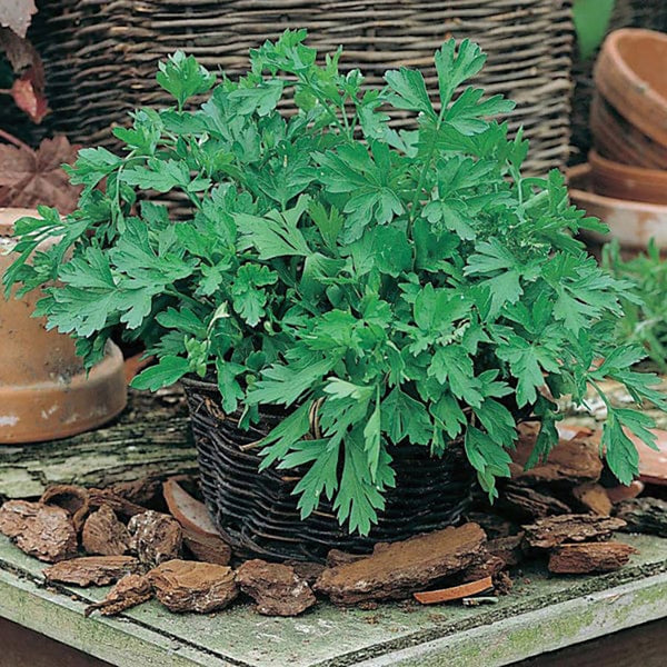Fothergill's Parsley Plain Leaved 2 Seeds - DeWaldens Garden Centre