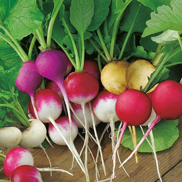 Fothergill's Radish Bright Lights Seeds - DeWaldens Garden Centre