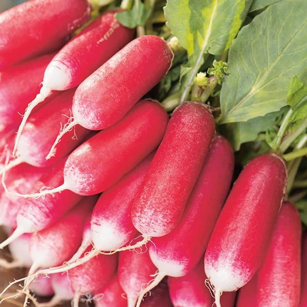 Fothergill's Radish French Breakfast 3 Seeds - DeWaldens Garden Centre