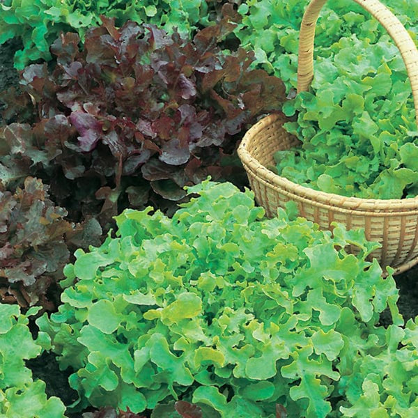 Fothergill's Lettuce Salad Bowl Red & Green MIxed Seeds - DeWaldens Garden Centre