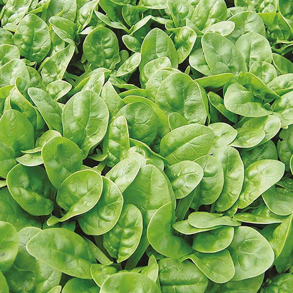 Fothergill's Spinach Emilia F1 Seeds - DeWaldens Garden Centre