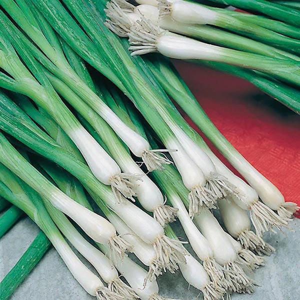 Fothergill's Onion (Spring) Guardsman Seeds - DeWaldens Garden Centre
