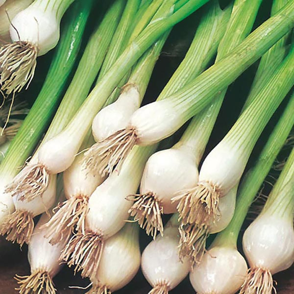 Fothergill's Onion (Spring) White Lisbon Seed Tape - DeWaldens Garden Centre