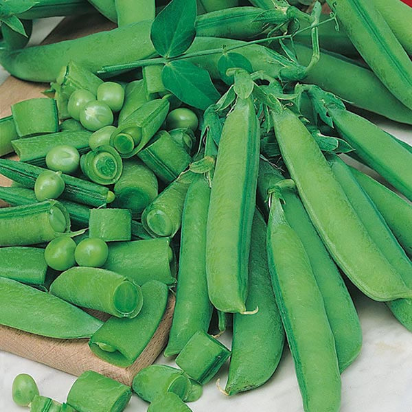 Fothergill's Pea (Snap) Sugar Bon Seeds - DeWaldens Garden Centre