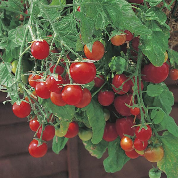 Fothergill's Tomato (Cherry) Tumbling Tom Red - DeWaldens Garden Centre