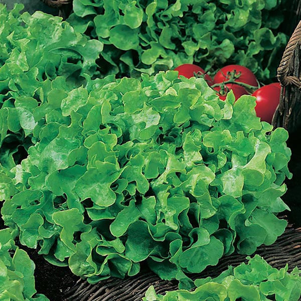 Fothergill's Lettuce Salad Bowl Seeds - DeWaldens Garden Centre