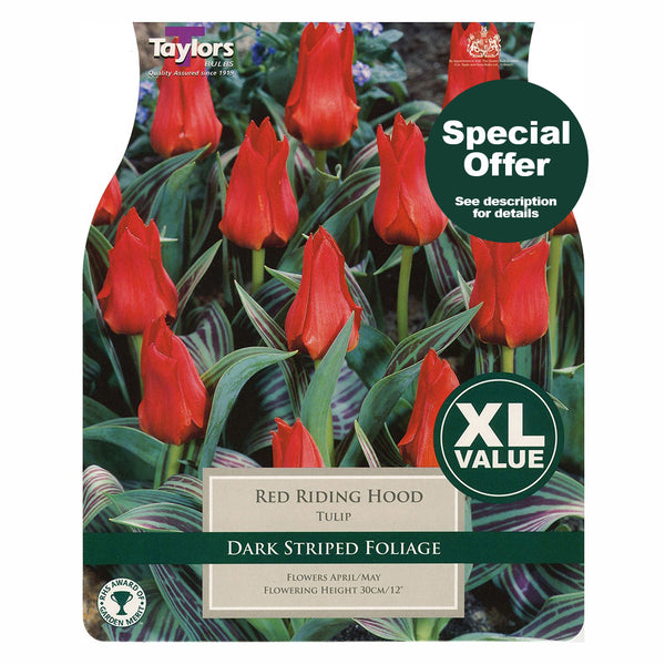 Taylors Bulbs - Tulip Red Riding Hood x 18 Bulbs