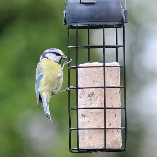 Henry Bell Suet, Peanut & Mealworm Roll - DeWaldens Garden Centre