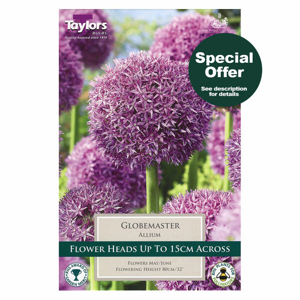 Taylors Bulbs - Allium Globemaster x 1 Bulb