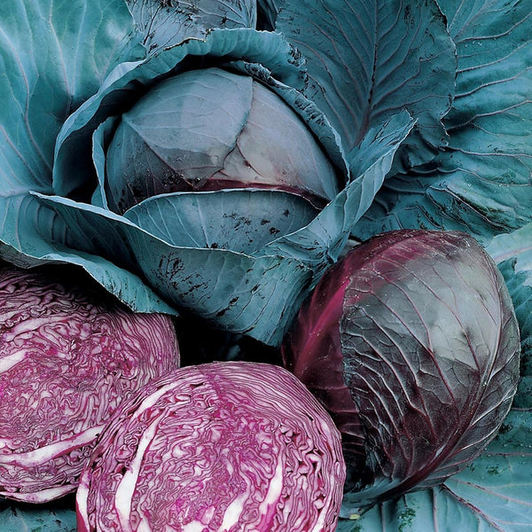 Johnsons Cabbage (Red) Fuego F1 Seeds - DeWaldens Garden Centre