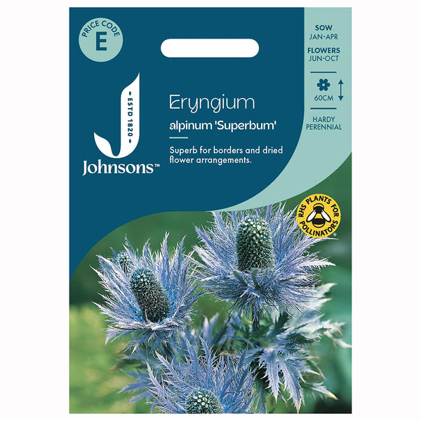 Johnsons Eryngium Alpinum Superbum Seeds - DeWaldens Garden Centre
