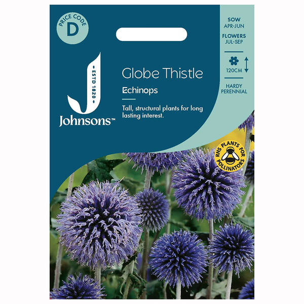 Johnsons Globe Thistle - Echinops Seeds - DeWaldens Garden Centre