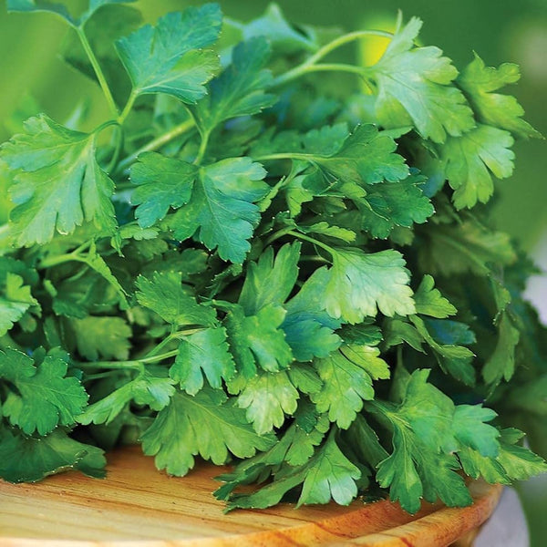 Johnsons Parsley Laura Seeds - DeWaldens Garden Centre
