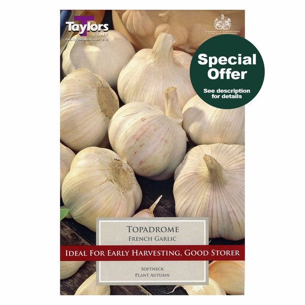Taylors Bulbs - French Garlic Topadrome x 2 - DeWaldens Garden Centre