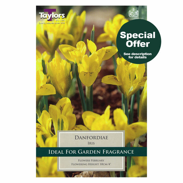 Taylors Bulbs - Iris Danfordiae x 7 Bulbs