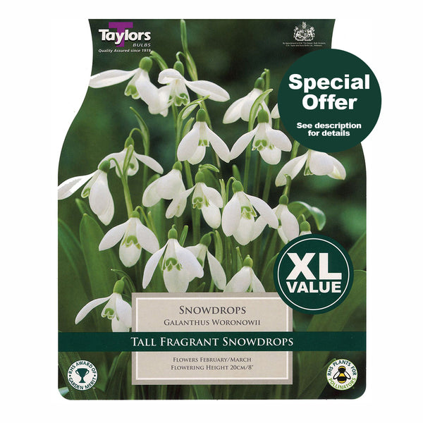 Taylors Bulbs - Snowdrops x 20 Bulbs