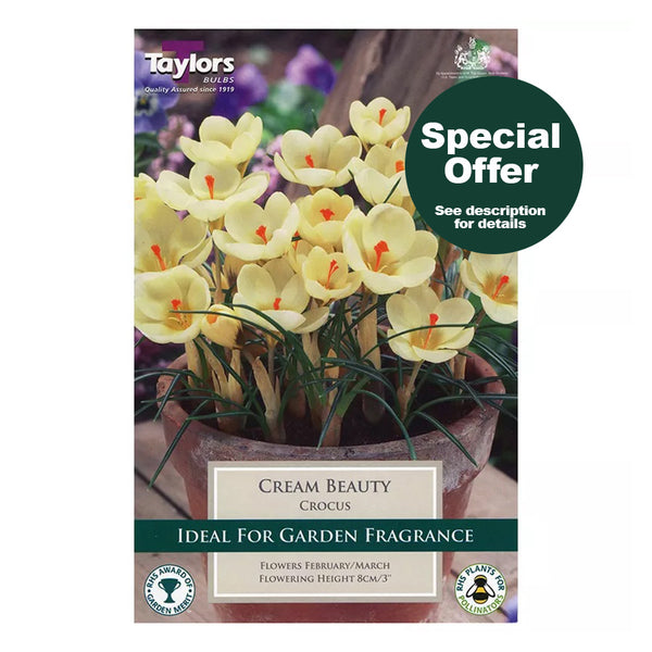 Taylors Bulbs - Crocus Cream Beauty x 12 Bulbs - DeWaldens Garden Centre