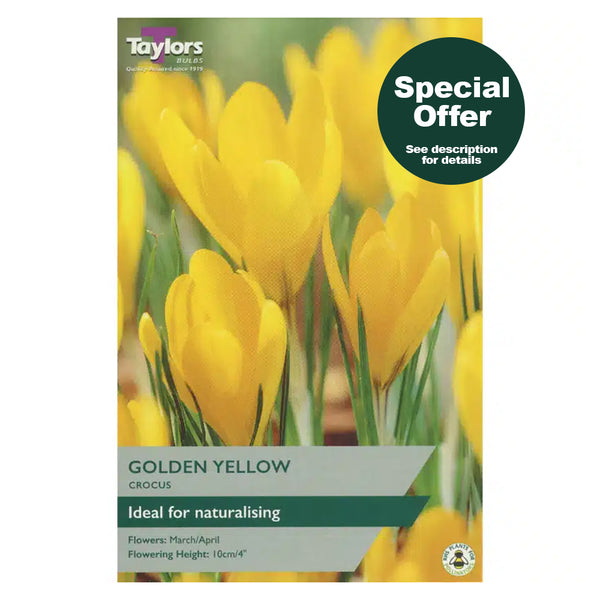 Taylors Bulbs - Crocus Golden Yellow x 8 Bulbs - DeWaldens Garden Centre