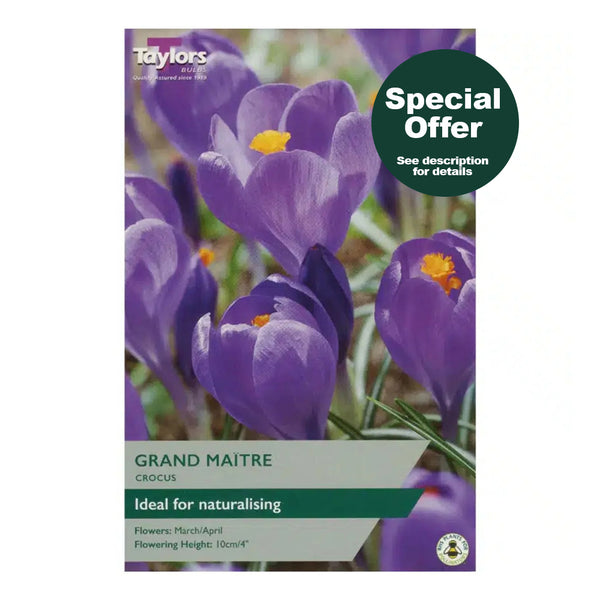 Taylors Bulbs - Crocus Grand Maitre x 10 Bulbs - DeWaldens Garden Centre