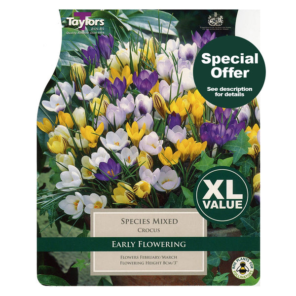Taylors Bulbs - Crocus Species Mix XL Pack x 30 Bulbs - DeWaldens Garden Centre