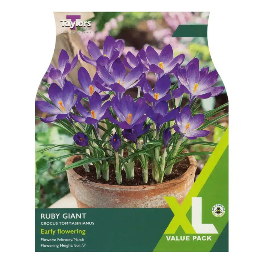 Crocus Ruby Taylors Bulbs - Crocus Ruby Giant XL Pack x 40 Bulbs – DeWaldens Garden ...