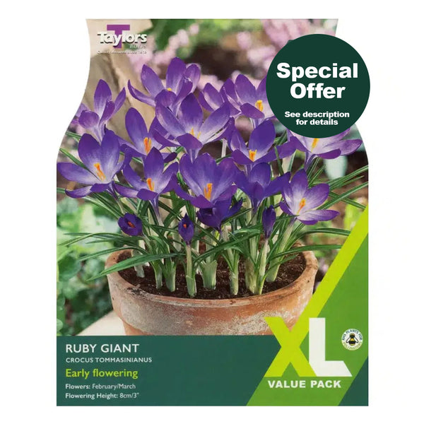 Taylors Bulbs - Crocus Ruby Giant XL Pack x 40 Bulbs - DeWaldens Garden Centre