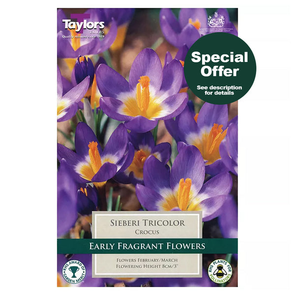 Taylors Bulbs - Crocus Sieberi Tricolor x 10 Bulbs - DeWaldens Garden Centre