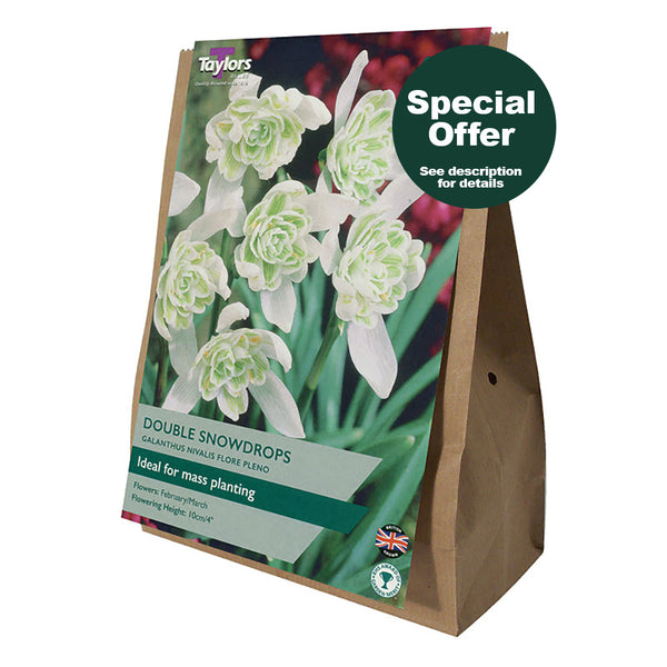Taylors Bulbs - Snowdrops Doubles - Galanthus Niv Flore XL Pack x 30 Bulbs - DeWaldens Garden Centre