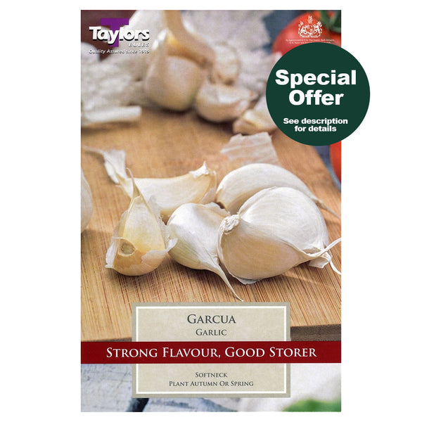 Taylors Bulbs - Garlic Garcua x 2 Bulbs - DeWaldens Garden Centre