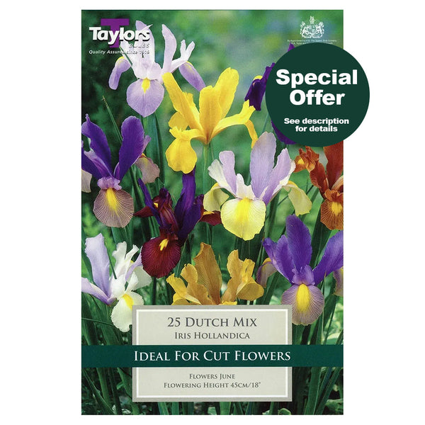 Taylors Bulbs - Iris Dutch Mixed x 25 Bulbs - DeWaldens Garden Centre