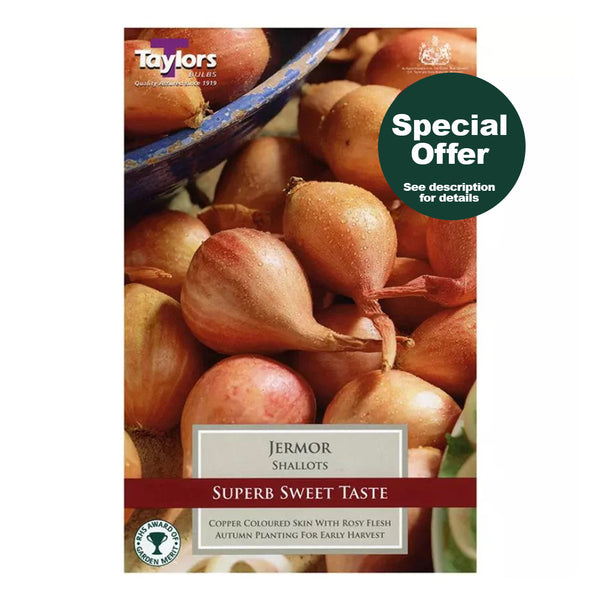 Taylors Bulbs - Jermor Shallots x 8 - DeWaldens Garden Centre