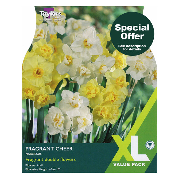 Taylors Bulbs - Narcissus Fragrant Cheer XL Pack x 15 Bulbs - DeWaldens Garden Centre