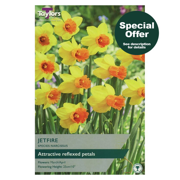 Taylors Bulbs - Narcissus Jetfire x 8 Bulbs - DeWaldens Garden Centre