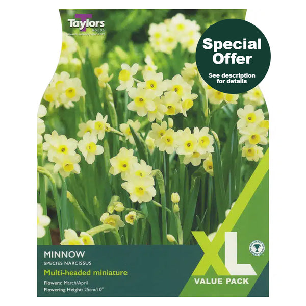 Taylors Bulbs - Narcissus Minnow XL Pack x 30 Bulbs
