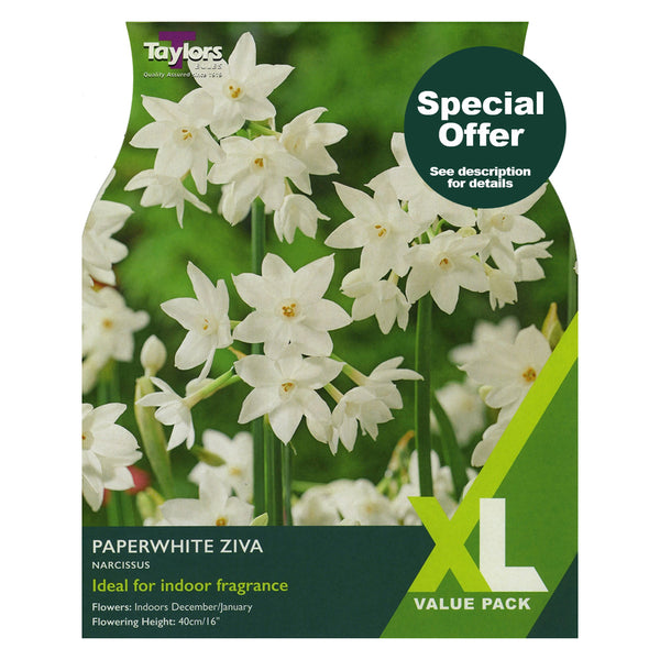 Taylors Bulbs - Narcissus Paperwhite Ziva XL Pack x 7 Bulbs - DeWaldens Garden Centre