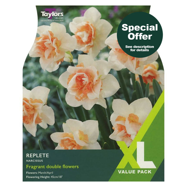 Taylors Bulbs - Narcissus Replete XL Pack x 10 Bulbs - DeWaldens Garden Centre