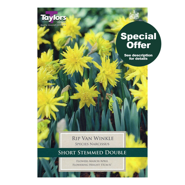 Taylors Bulbs - Narcissus Rip Van Winkle x 7 Bulbs - DeWaldens Garden Centre