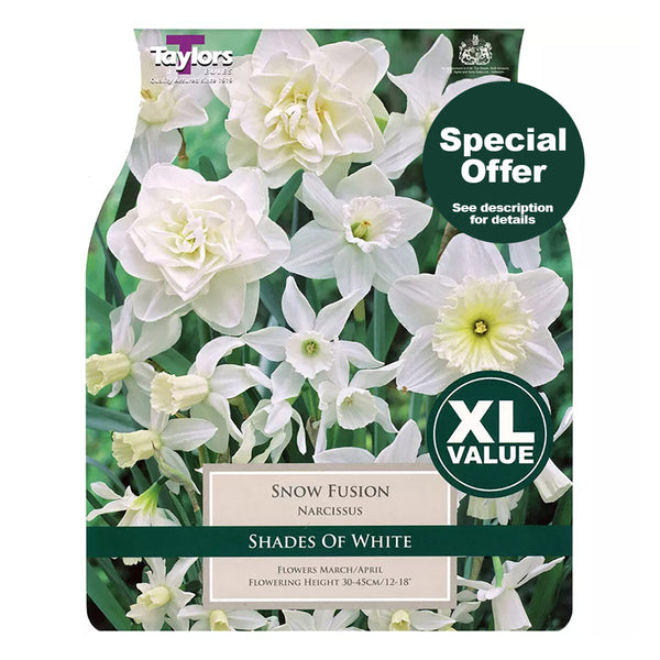 Taylors Bulbs - Narcissus Snow Fusions XL Pack x 15 Bulbs - DeWaldens Garden Centre