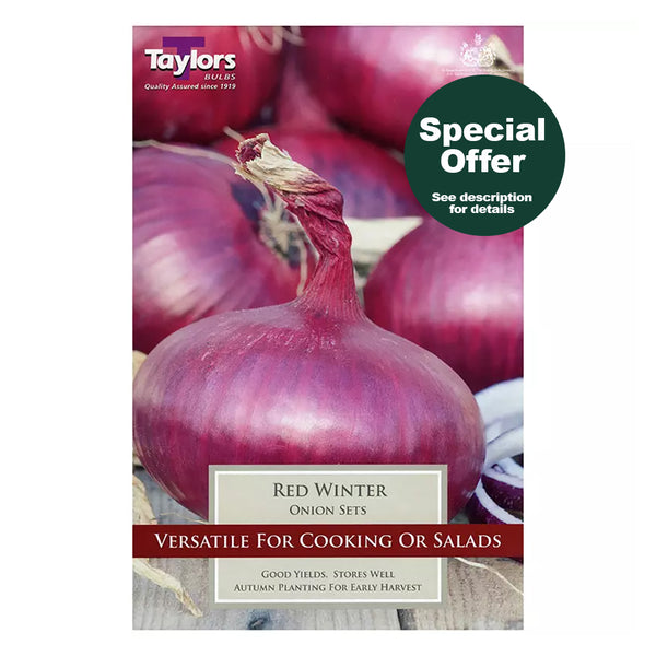 Taylors Bulbs - Onion Red Winter - DeWaldens Garden Centre