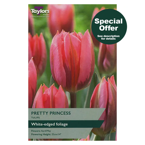 Taylors Bulbs - Tulip Pretty Princess x 5 Bulbs - DeWaldens Garden Centre