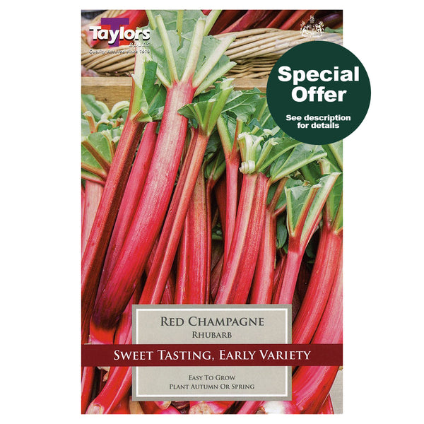 Taylors Bulbs - Rhubarb Red Champagne x 1 Bulb - DeWaldens Garden Centre